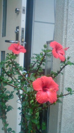 20090531074318