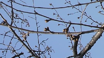 2011032912350000