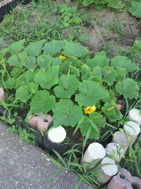 2011070306210001