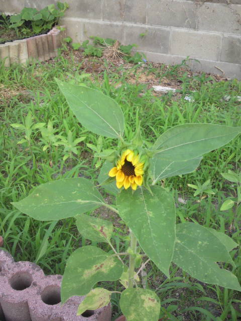 2011070306210002